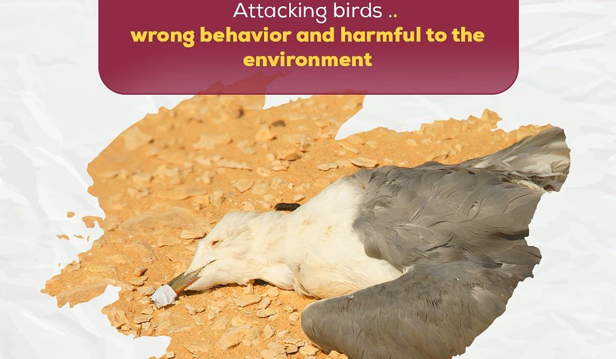 Tight adhesive on beaks leads to death of seagulls in Qatar says Ministry